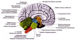 Aufbau des Gehirns
